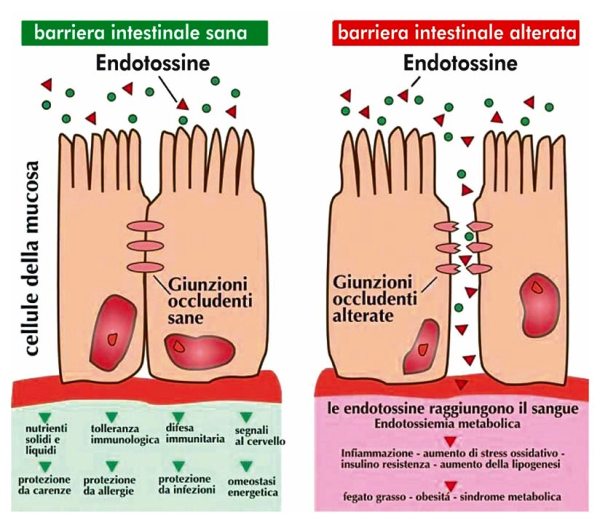 nutrizione - igiene intestinale