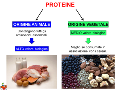 nutrizione - proteine